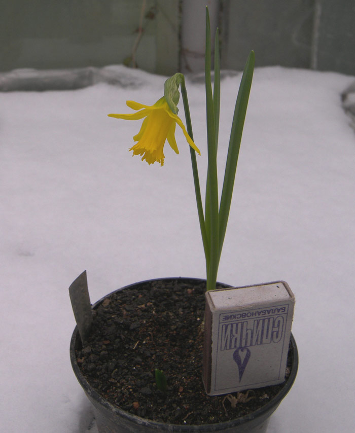 Image of Narcissus munozii-garmendiae specimen.