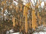 Corylus avellana