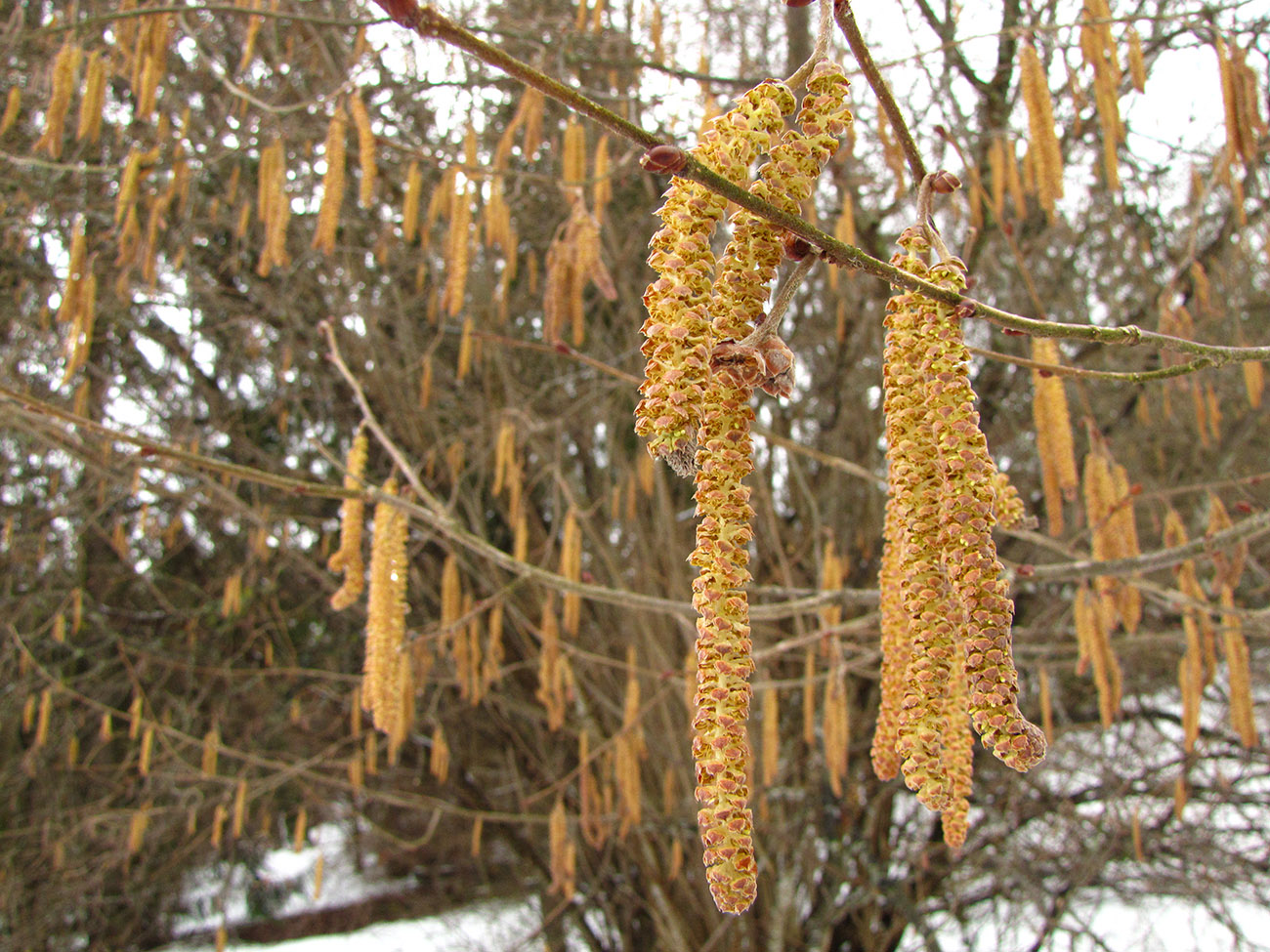 Image of Corylus avellana specimen.