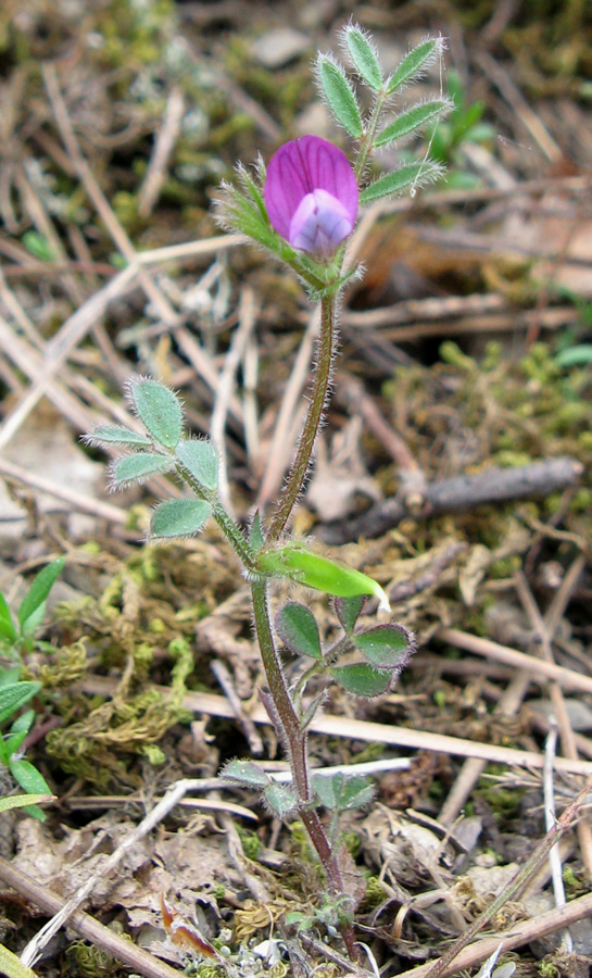 Изображение особи Vicia lathyroides.