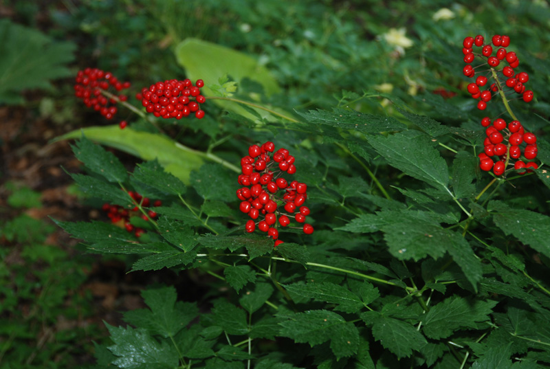 Image of Actaea erythrocarpa specimen.