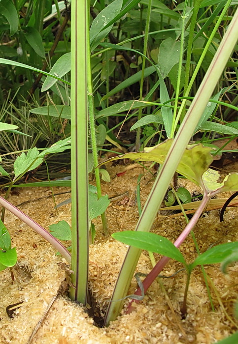 Image of Petasites tatewakianus specimen.