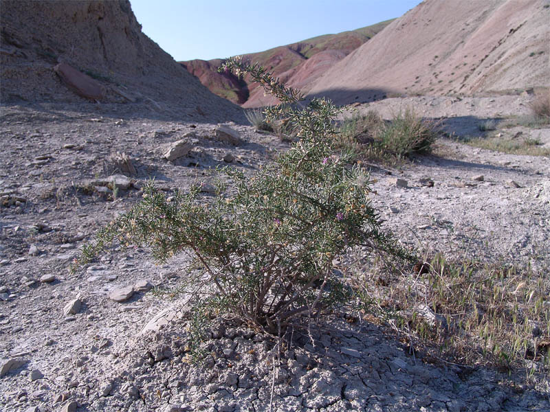 Image of Lycium ruthenicum specimen.