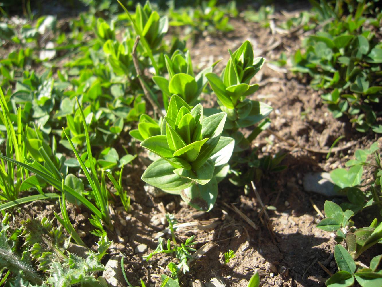 Image of Gentiana septemfida specimen.