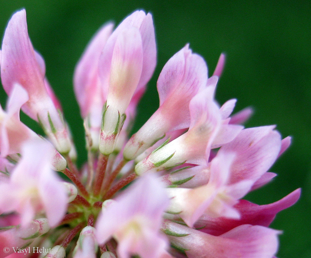 Image of Trifolium hybridum specimen.