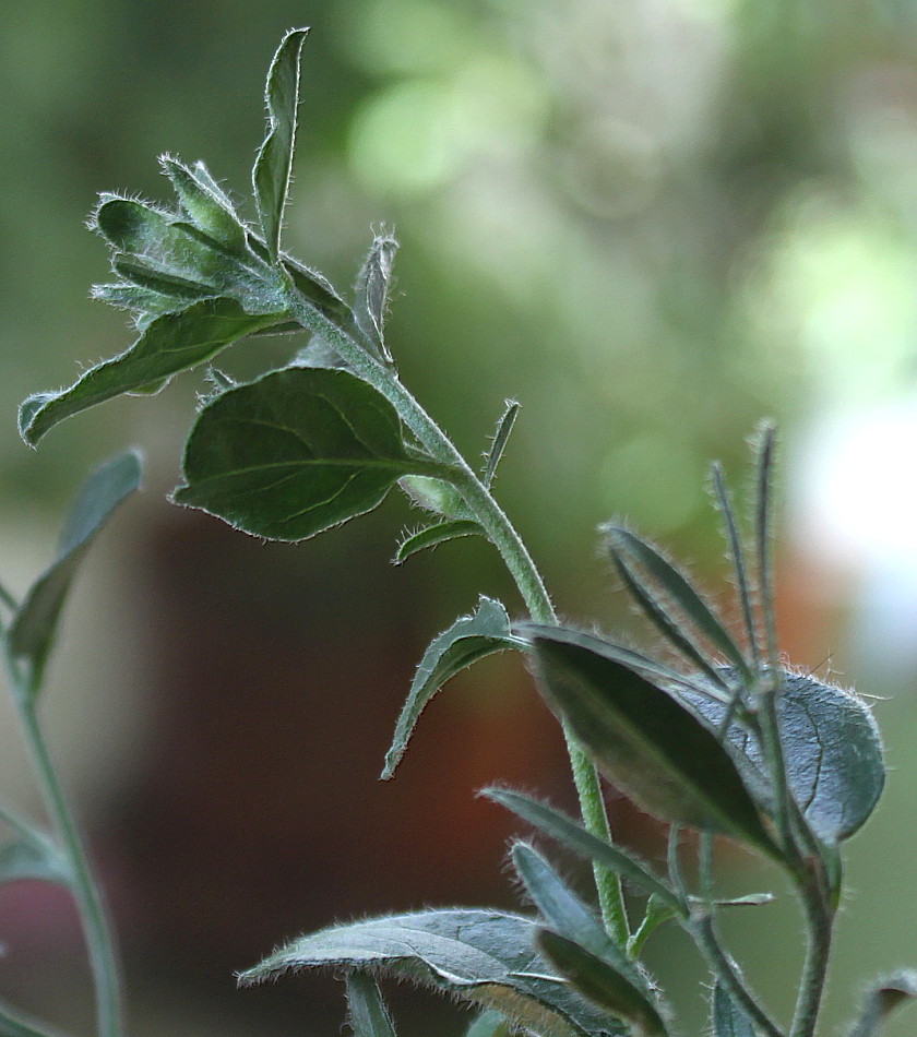 Изображение особи семейство Convolvulaceae.