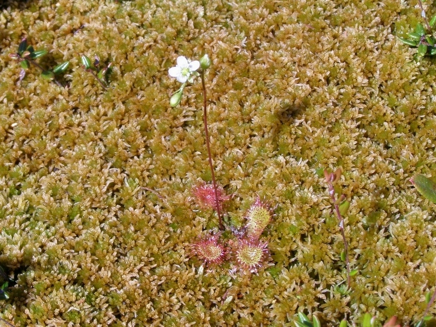 Изображение особи Drosera rotundifolia.