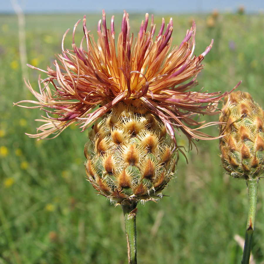 Изображение особи Centaurea rigidifolia.