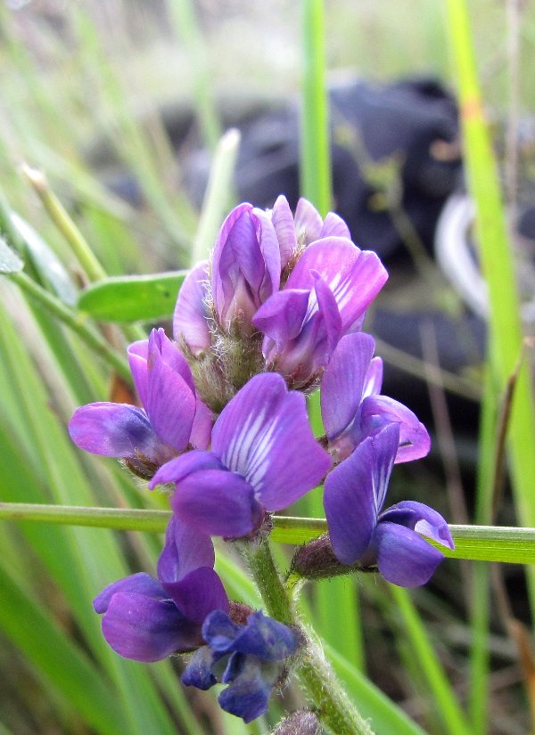 Image of Oxytropis glabra specimen.