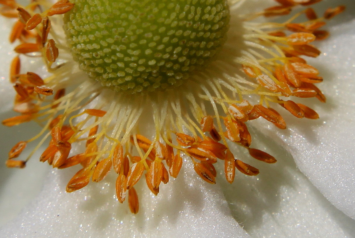 Image of Anemone vitifolia specimen.