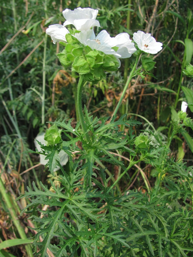 Image of Malva moschata specimen.