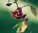 Euonymus europaeus. Часть веточки с созревающими и раскрывшимися плодами. Московская обл., Раменский р-н, окр. дер. Хрипань, садовый участок. 07.10.2011.