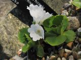 Primula hirsuta variety nivea. Цветущее растение. Великобритания, Шотландия, Эдинбург, Royal Botanic Garden Edinburgh. 4 апреля 2008 г.