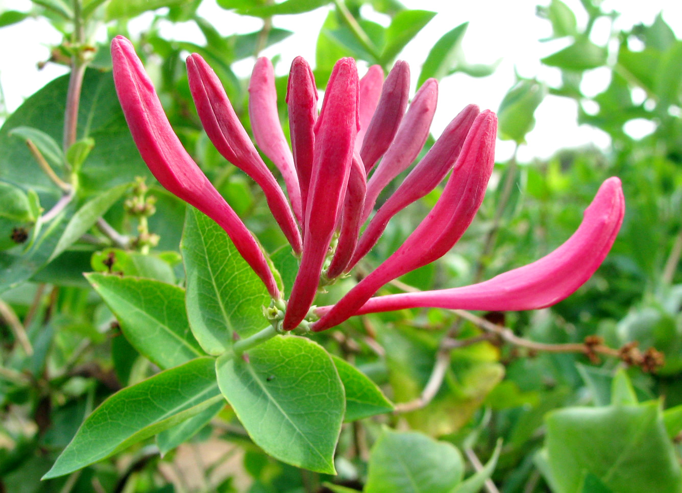 Image of Lonicera &times; heckrottii specimen.