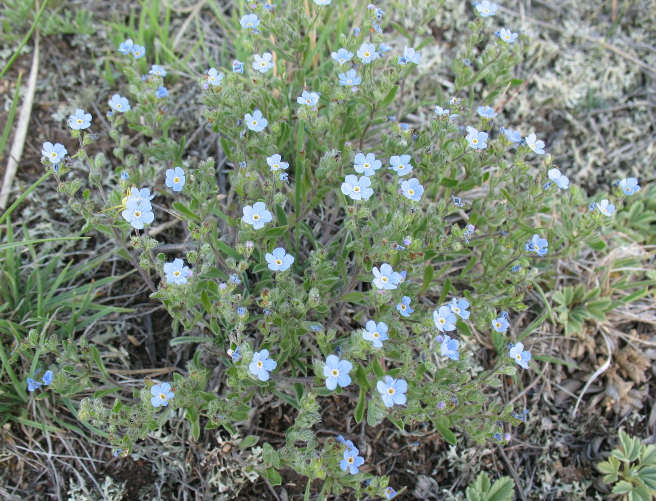 Изображение особи Amblynotus rupestris.