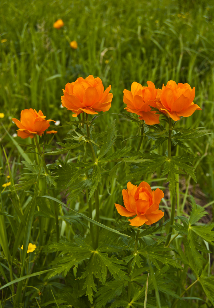 Изображение особи Trollius asiaticus.