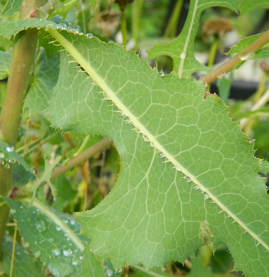 Image of Lactuca serriola specimen.