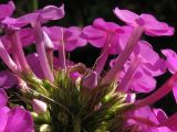 Phlox paniculata