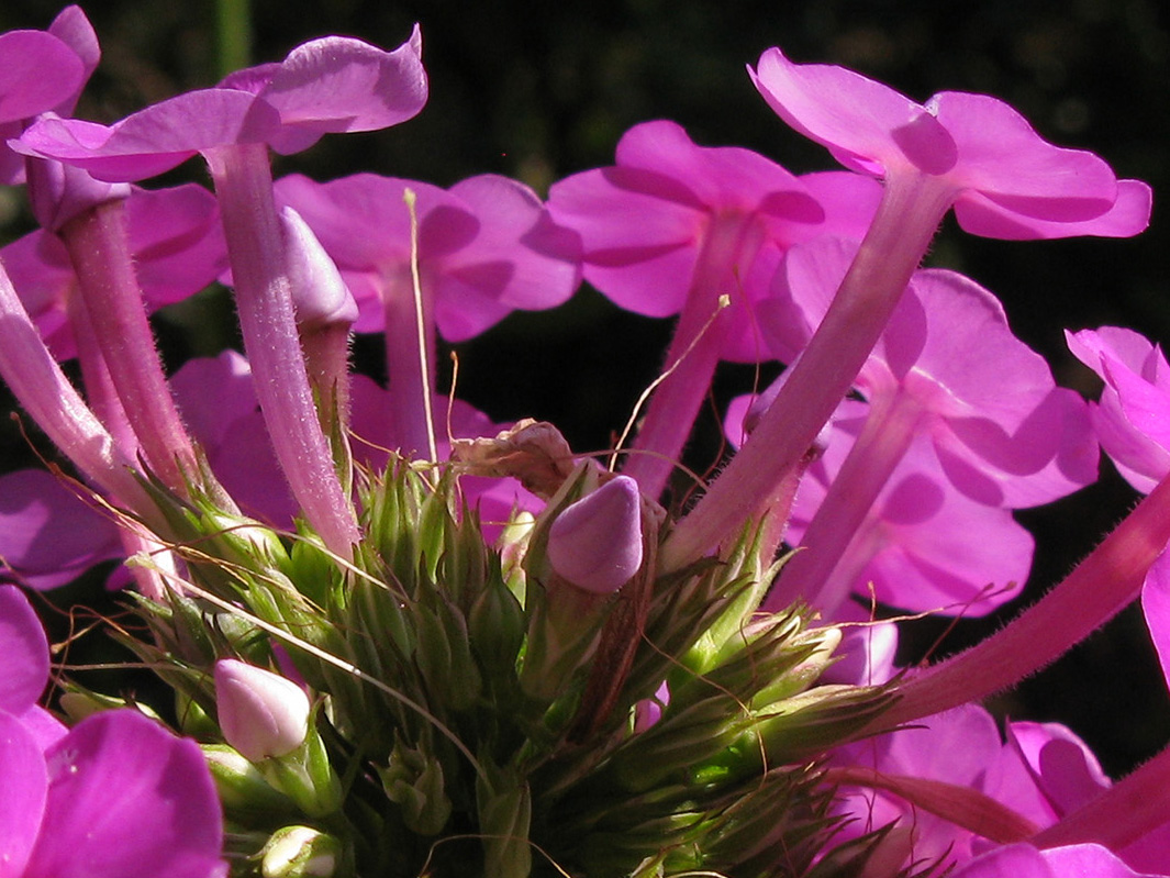 Image of Phlox paniculata specimen.