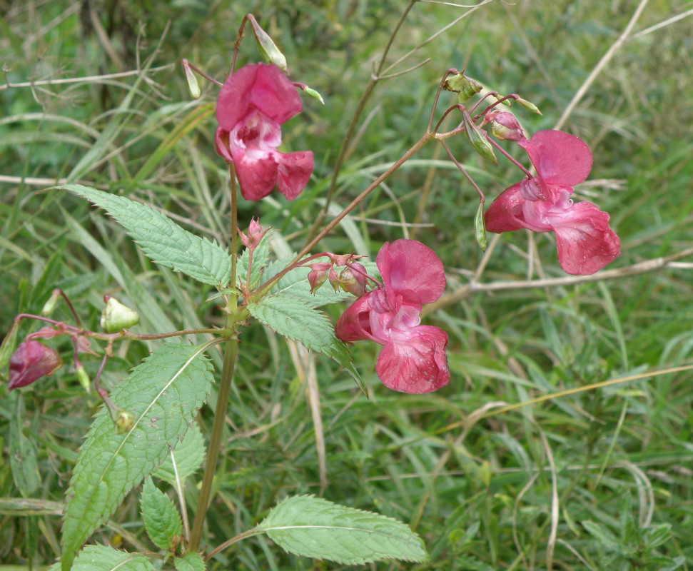 Image of Impatiens glandulifera specimen.