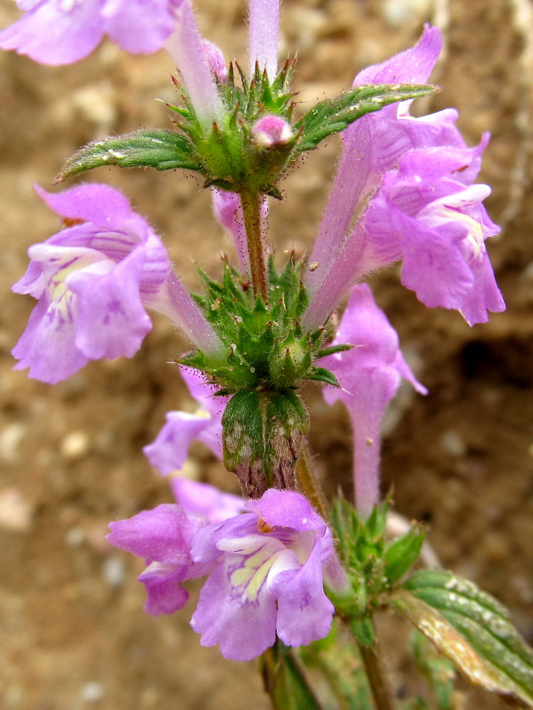 Image of Galeopsis ladanum specimen.