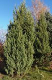 Juniperus chinensis. Плодоносящие растения. Украина, г. Запорожье, Детская железная дорога, насаждения перед зданием в котором расположены аквариум и террариум. 20.10.2013.