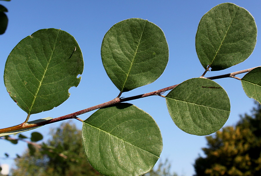 Image of genus Cotoneaster specimen.