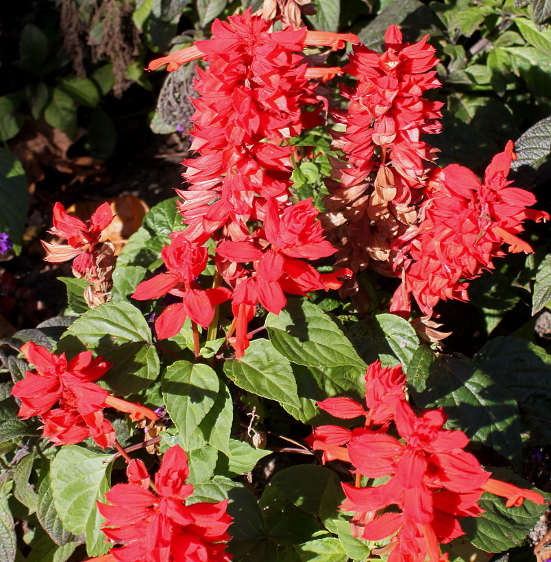 Image of Salvia splendens specimen.