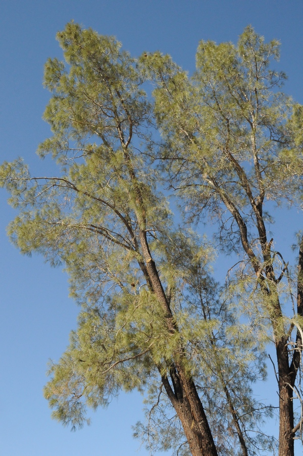 Image of Pinus sabiniana specimen.