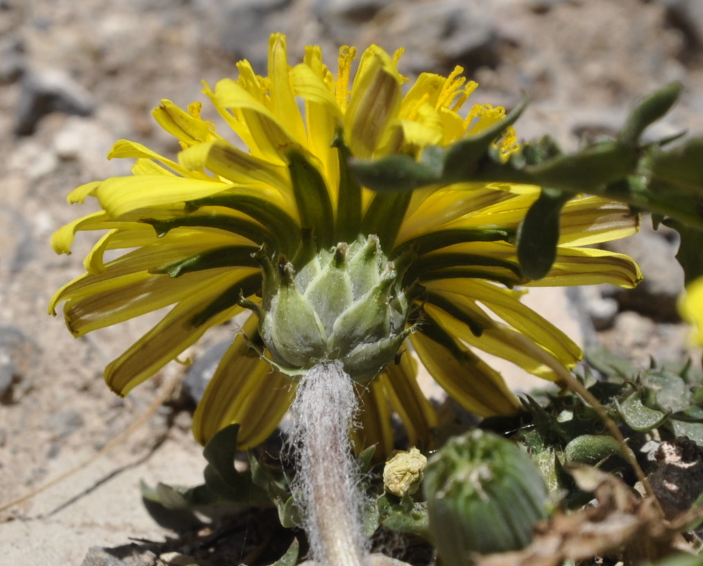 Изображение особи род Taraxacum.