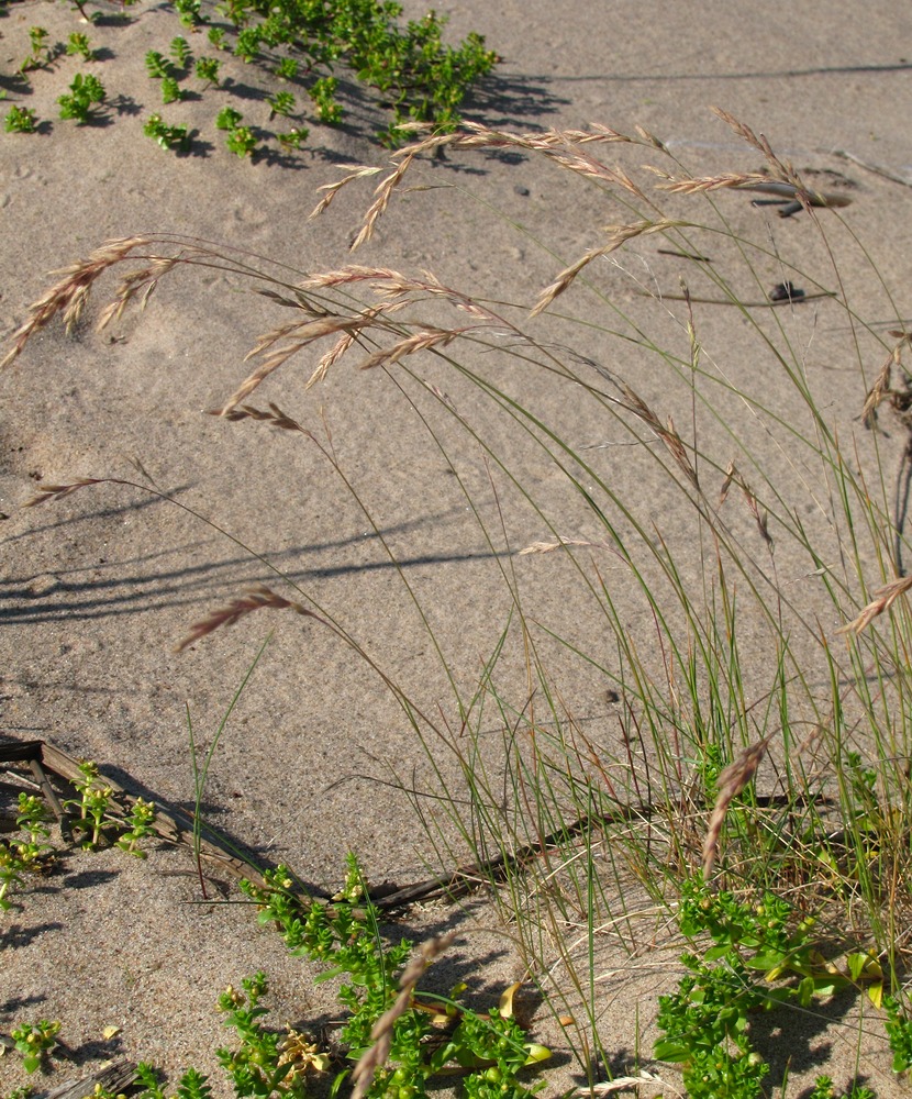 Image of Festuca arenaria specimen.