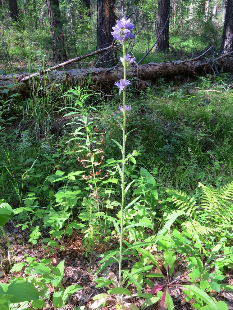 Image of Campanula cervicaria specimen.