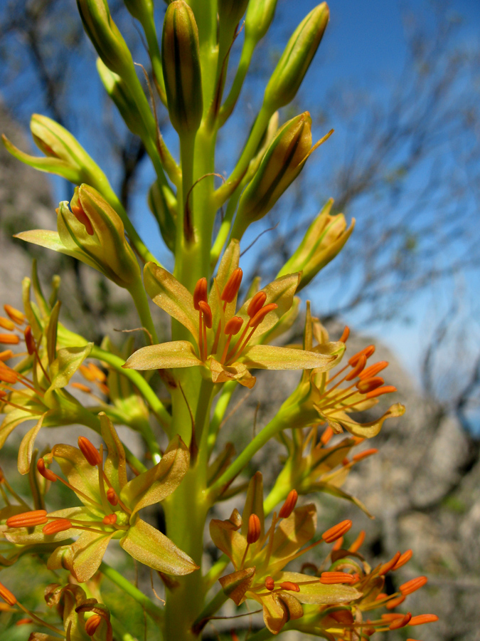 Image of Eremurus jungei specimen.