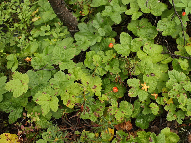 Изображение особи Rubus chamaemorus.