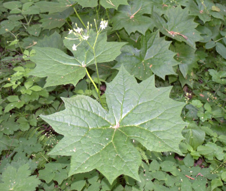 Image of Diphylleia cymosa specimen.