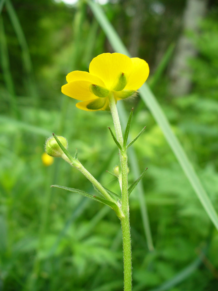 Image of genus Ranunculus specimen.