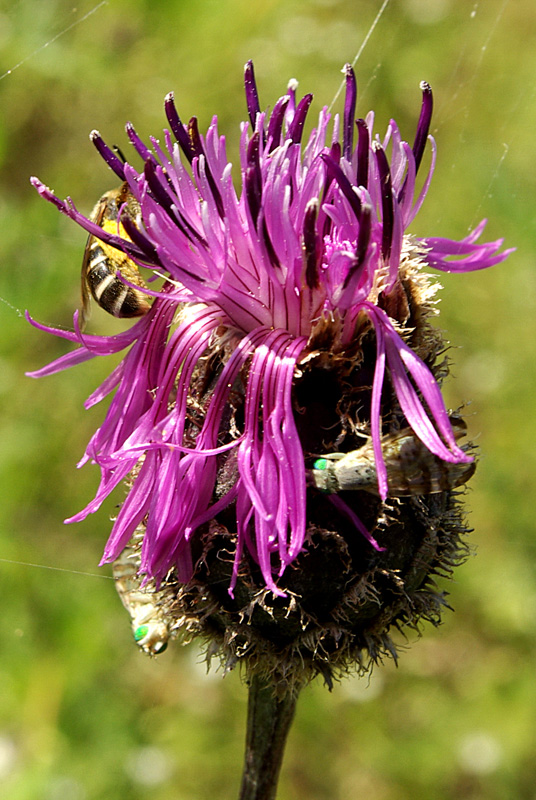 Изображение особи Centaurea scabiosa.