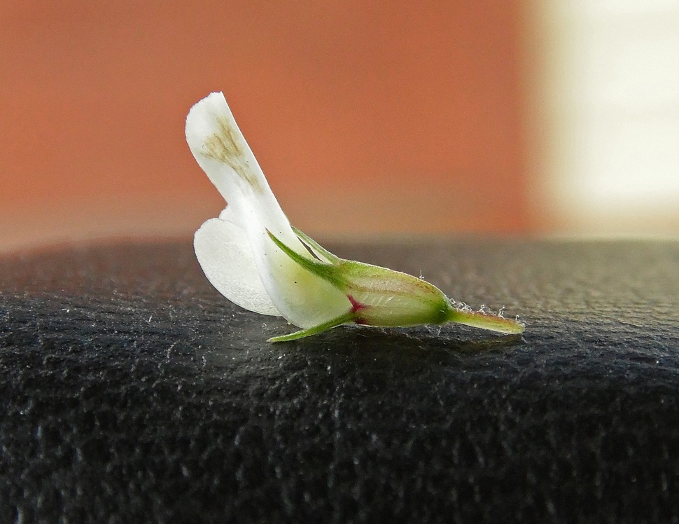 Image of Trifolium repens specimen.