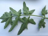 View full-size image Pastinaca sylvestris