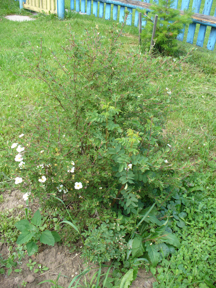 Image of Dasiphora fruticosa specimen.