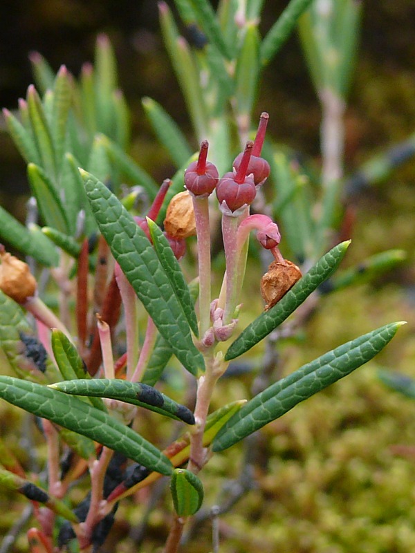 Image of Andromeda polifolia specimen.