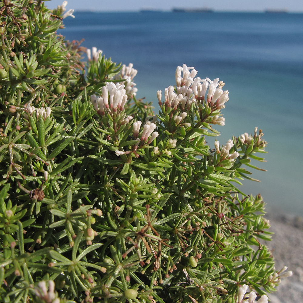 Image of Asperula cretacea specimen.