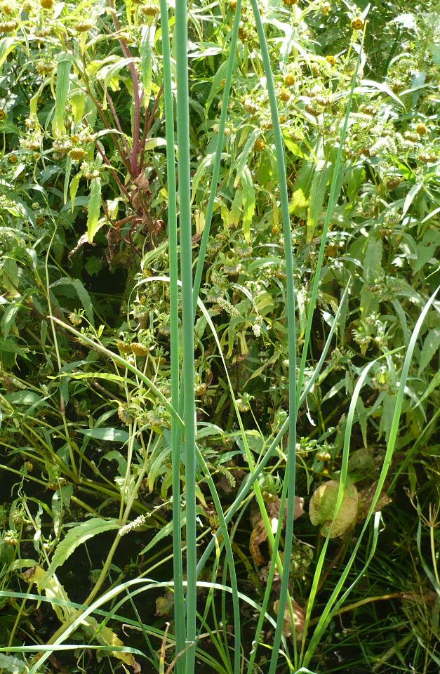 Image of Schoenoplectus lacustris specimen.