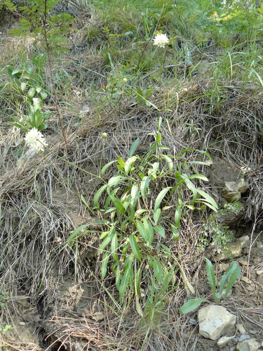 Image of Cephalaria coriacea specimen.