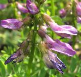 Astragalus subpolaris