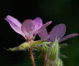 Image of taxon representative. Author is Алексей Чернышев