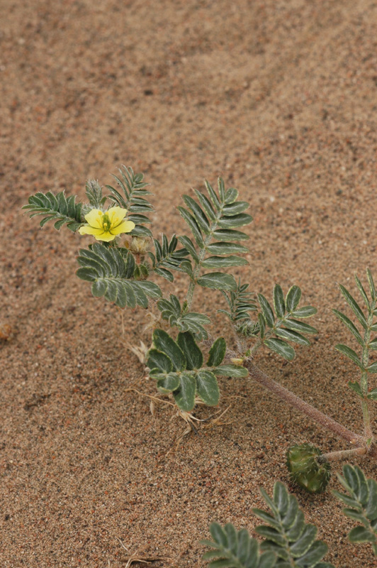 Image of Tribulus terrestris specimen.