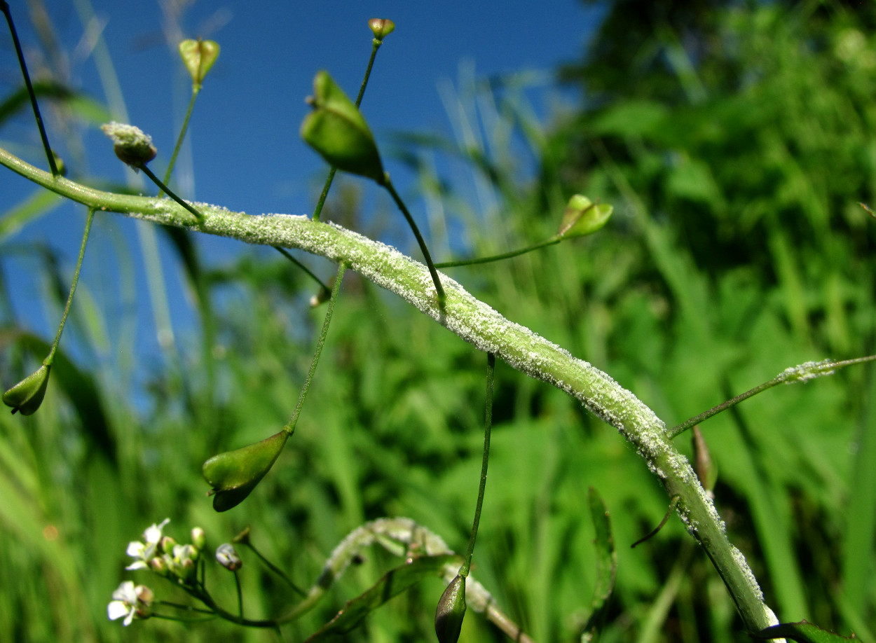 Image of Capsella bursa-pastoris specimen.