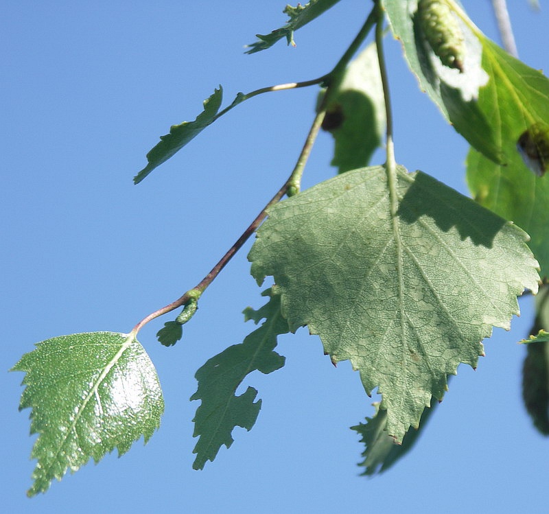 Image of Betula pendula specimen.