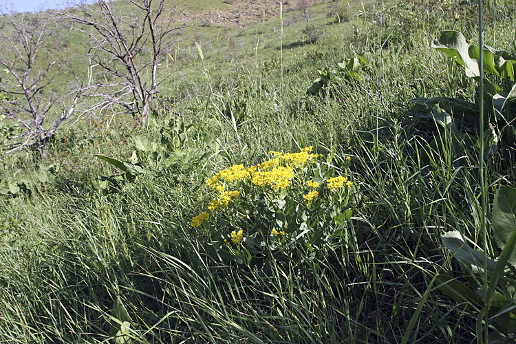 Image of genus Haplophyllum specimen.